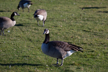 Gees feeding on grass