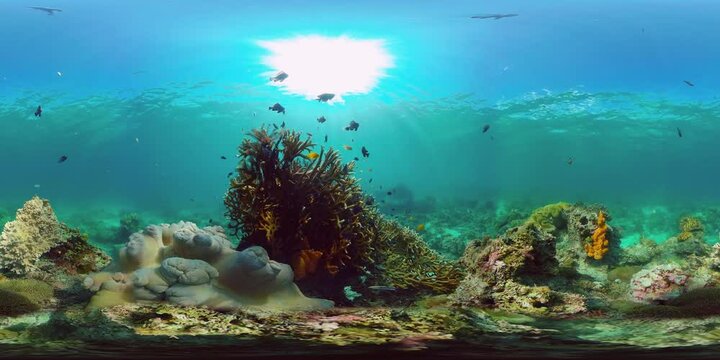 Underwater Tropical Reef View. Tropical fish reef marine. Soft-hard corals seascape. Philippines. Virtual Reality 360.