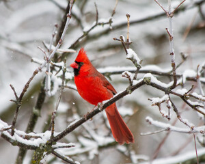 Cardinal