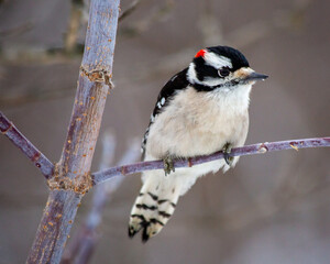 Downy Woodpecker