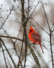Cardinal