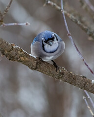 Blue Jay