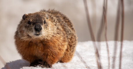 Groundhog on snow patiently waiting for Spring