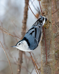 White Breasted Nuthatch
