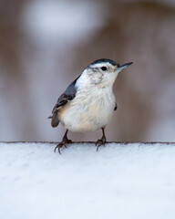 White Breasted Nuthatch perched