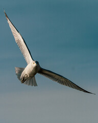 seagull in flight