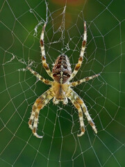Cross spider in her web against a green background
