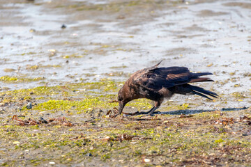 Crow and crows feeding on a sandy beach