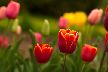Obraz premium red tulips . in the photo tulips growing in a green meadow
