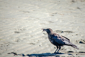 Crow feeding on a sandy beach