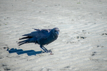 Crow feeding on a sandy beach