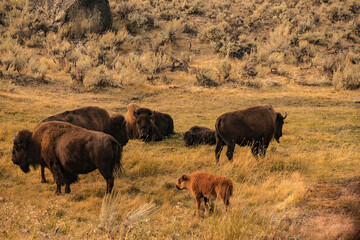 buffalo herd