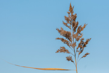 pine tree on sky