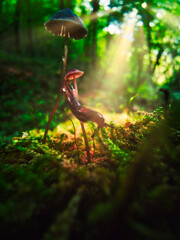 Macro shoot of the slug on the mushroom in the forest