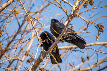 2 crows on a branch