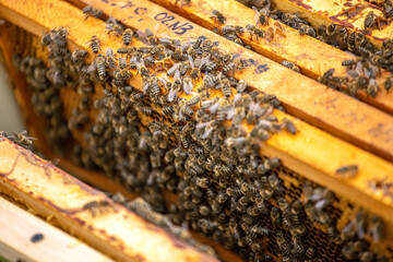 beekeeper pushes frame of chisel. Man supervises production of honey in bee. Visible wooden bee frames. Frames are covered with swarm of bees.
