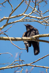 bird, birds, branch, crow, nature, perched, raven, sky, trees, wildlife