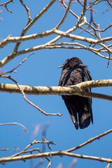 bird, birds, branch, crow, nature, perched, raven, sky, trees, wildlife