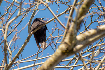 bird, birds, branch, crow, nature, perched, raven, sky, trees, wildlife