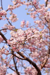 サクラの枝先⑦