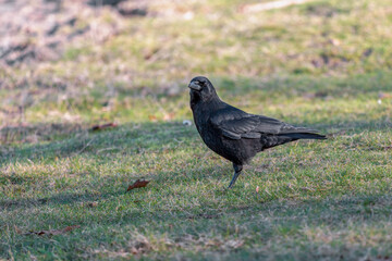 Crow feeding on grass