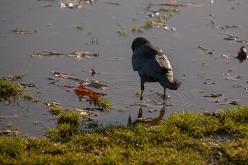 crow on the shore