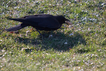 crow on the grass