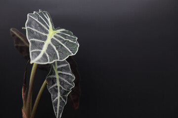 Alocasia Polly Elephant Ear Plant on black background