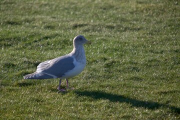 Seagull on grass
