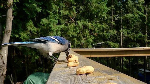 Super slow motion feeding of Blue Jay swallowing whole peanuts in shells
