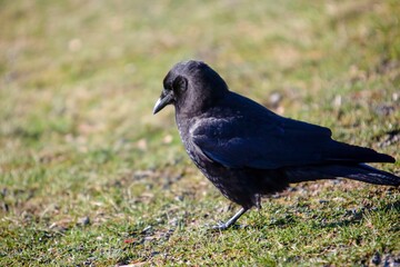 Crow feeding on grass