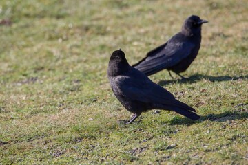 Crow feeding on grass