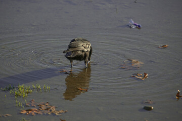 Crow in shallow water feeding