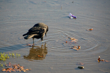 Crow in shallow water feeding