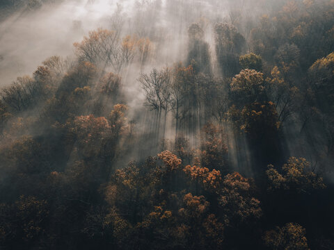 Fototapeta fog in the forest