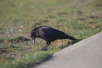 Crow feeding on grass