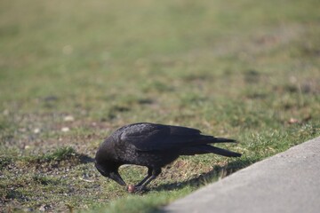 Crow feeding on grass
