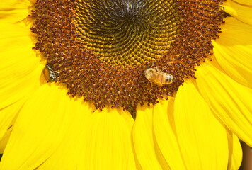 Obraz premium Bee on Sunflower