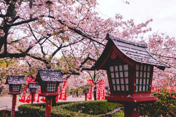 Blooming sakura trees, red flags with kanjis and traditional lamps at buddhist temple in a rainy day of spring, Osaka, japan