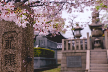 Naklejka premium Blooming sakura tree branches and traditional stone monument with lamps and sculptures at buddhist temple in a rainy day of spring, Osaka, japan