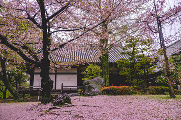 Beautiful tea house at traditional garden under the sakura trees blooming in spring in a rainy day at buddhist temple in Osaka, Japan