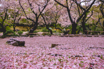 Beautiful pink petals at traditional garden under the sakura trees blooming in spring in a rainy day at buddhist temple in Osaka, Japan