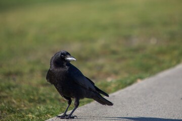 Crow feeding on grass