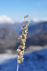 winter, nature, snow, tree, branch, frost, cold, plant, ice, white, blue, spring, sky, flower, grass, season, blossom, frozen, freeze, beautiful, twig, willow, closeup, flora, beauty, new zealand
