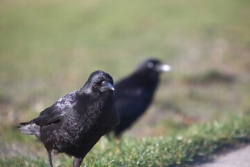 Crow feeding on grass