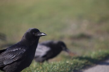 Crow feeding on grass