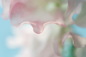 スイートピー（接写）