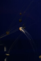 Jellyfish Illuminating the Dark