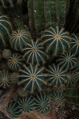 cactus bunches