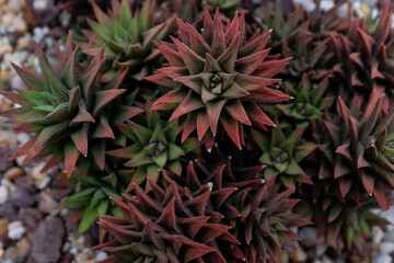 spikey succulents